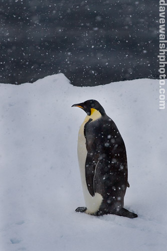 penguin.jpg
